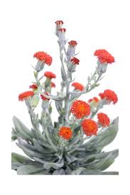 Image result for Kleinia fulgens