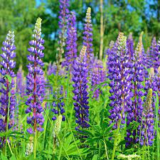 Wild Perennial Lupine Seeds Flower Seeds In Packets Bulk Eden Brothers Flower Seeds Lupine Flowers Perennials Low Maintenance
