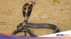 Check spelling or type a new query. 10 Ular Kobra Paling Berbisa Di Dunia