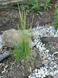 Image result for Koeleria