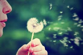 The dandelion is the only flower that represents the 3 celestial bodies of the sun, moon and stars. Dandelion Flower Meaning Flower Meaning