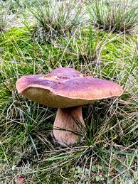 Image result for Boletus projectelloides