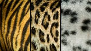 The documentary examines the lives of two lion prides and a determined cheetah single mom, and how their lives intertwine on the serengeti. Bbc One Big Cats Series 1 Episode 1