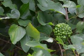 This plant is attractive to bees, butterflies and/or birds. Smile It S A Smilax Virginia Native Plant Society
