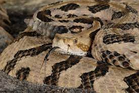 Canebrake Rattlesnake Crotalus Horridus Southern Cousin Of The Timber Rattler Beautiful Snakes Reptile Snakes Rattlesnake