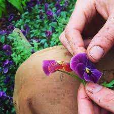 Harvesting Edible Viola Flowers For A Sald Mix Star Apple Edible Gardens Edible Garden Viola Flower Star Apple