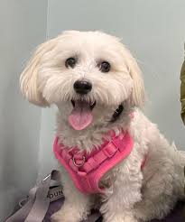 A duck has taken up residence in a bush