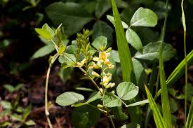 Image result for Rhynchosia micrantha