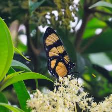 Image result for Ochna confusa