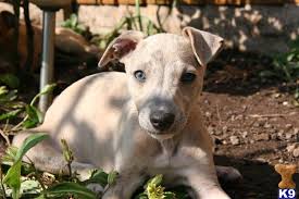 Hi i have four beautiful whippet puppies for sale they are now eight weeks and six days they were born on the 17th of october i have mum and dad i hav. Bully Whippet Puppy