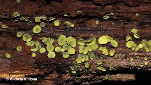 Image result for Chlorosplenium chlora