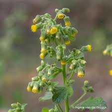 Image result for Blumea