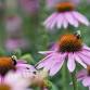 Rhode Island’s Native Bees: Best Gardening Practices for Pollinators