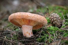 Image result for Lactarius mutabilis