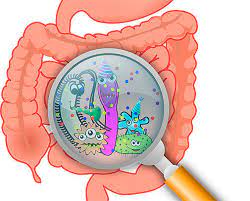Estudian La Respuesta De La Dorada Contra Parasitos Intestinales Castellon