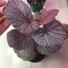 Image result for Begonia bequaertii