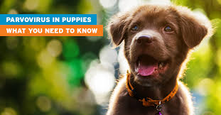 Most of them are in critical condition and we don't how long they'll be staying at the vet or if they will even survive. Parvovirus In Puppies What You Need To Know Fluxergy