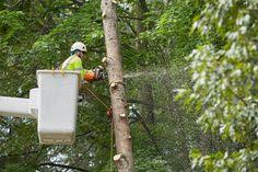 How to become a certified arborist in pa. 27 Arborist Near Me Ideas Arborist Tree Service Tree Removal