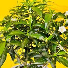 Image result for Tabernaemontana eglandulosa