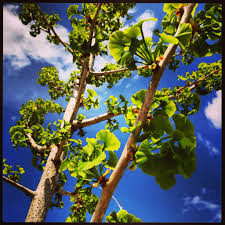 Ginkgo Biloba Princeton Sentry Popular Tree Ginkgo Biloba Farm