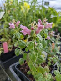 Image result for Antirrhinum