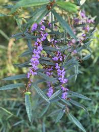 Image result for Rhynchosia congensis