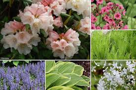 Je ne vous les conseillerai donc pas. Arbuste D Ombre 10 Varietes Indispensables Au Jardin