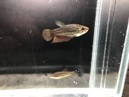 Aquarien und terrarien zeitschrift 25(6): 2 Pairs Left Wild Copper Betta Smaragdina Pair Betta Fish Betta Siamese Fighting Fish