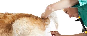 Artificial insemination takes all of the elements of animal personalities and desires out of the picture and provides a safe, calm way to breed your dogs. Artificial Insemination In Dogs The Munch Zone
