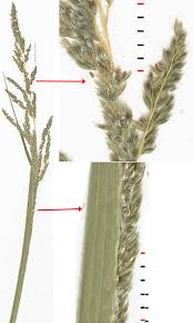 Image result for Sporobolus consimilis