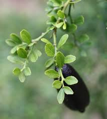 Image result for Tabernanthe elliptica