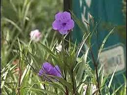Image result for Ruellia patula
