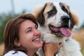 Portrait of Bucovina Shepherd Dog Stock Photo