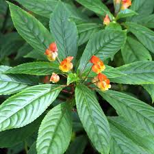 Image result for Impatiens keilii