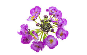 Image result for Humularia