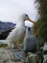 One World - One Health > Wildlife > Birds > Black-browed Albatross