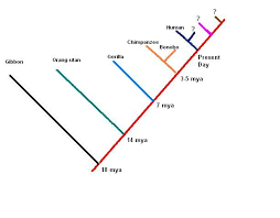 Maybe you would like to learn more about one of these? Contoh Tabel Kladogram Hewan
