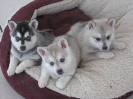 On average, an alaskan klee kai puppy costs between $1,500 and $3,000 usd. Die 9 Besten Ideen Zu Alaskan Klee Kai Hunde Alaskan Klee Kai Tiere