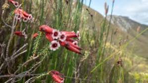 Image result for Sonchus dregeanus