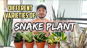 We'll take you through some different types of snake plants in pictures below to help you choose. Different Varieties Of Snake Plant Youtube