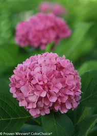 Hydrangea macrophylla 'let's dance blue jangles'. Let S Dance Rhythmic Blue Hydrangea Plant Addicts
