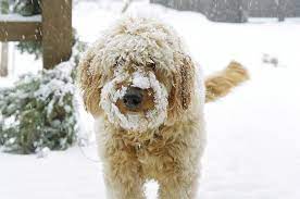 To find out about goldendoodle puppies for sale at our kennel, please contact us. Goldendoodle Puppies For Sale Minneapolis St Paul Area Red Cedar Farms