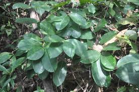 Image result for Cryptolepis apiculata