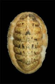 Image result for Ochna leptoclada