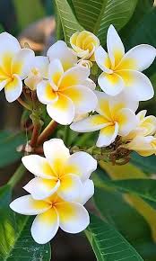 Download 480x800 White Flowers Plumeria Cell Phone Wallpaper Category Flowers Beautiful Flowers Most Beautiful Flowers Orchid Flower