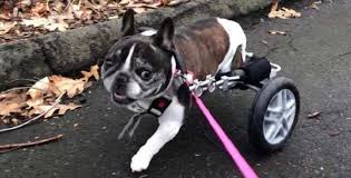 Based on 1 ratings 20 tyler st, boston, ma 02111 617.426.2227. Eddie S Wheels For Pets The Pet Mobility Experts