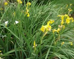 Image result for Antherotoma angustifolia