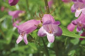 Penstemon heterophyllus electric blue (electric blue foothills beardtongue) blooms in late spring with a memorable display of intensely blue flowers. How To Grow And Sell Penstemon Greenhouse Grower