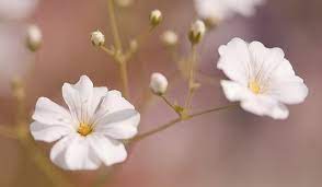 Gypsophila Plant Growing Guide Baby Breath Flowers Gyp