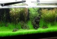 Anubias sebaiknya ditanam pada lingkungan dengan cahaya yang memiliki intensitas sedang sehingga penempatan aquarium harus pada tempat. 3 Cara Termudah Menanam Hairgrass Untuk Aquascape